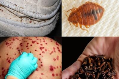 Natural Bedbug Solutions: Eco-Friendly Tactics for a Healthy Garden