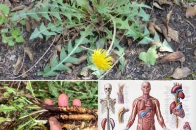 20 Reasons to Gather Dandelion Blooms Until Your Fingers Turn Yellow
