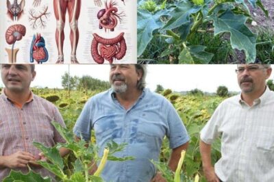 Health Risks of Datura Stramonium: A Dangerous Plant to Be Aware Of