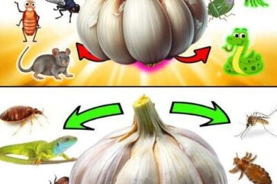 How to Use GARLIC to Get Rid of Pests: Mice, Flies, Lice, Cockroaches, Lizards, Mosquitoes, and Kitchen Cockroaches