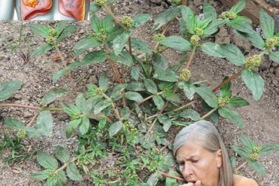 Euphorbia Hirta (Asthma-Plant): Ancient Remedies and Modern Applications for Health and Wellness