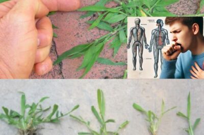 Crabgrass: The Unexpected Backyard Plant with Remarkable Health Benefits