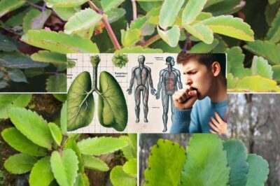 Top 10 Benefits of Kalanchoe for Your Overall Health