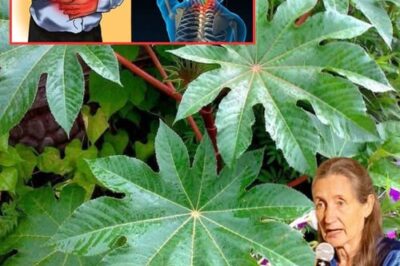 Everything You Need to Know About the Healing Properties of Castor Leaves