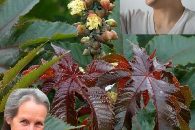 Unlock the Health Benefits of the Castor Bean Plant: A Natural Remedy for Wellness