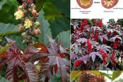 Castor Bean Plant (Ricinus communis): Uses and Interesting Facts