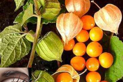 10 Incredible Health Benefits of Goldenberry (Uchuva): Unleash the Power of This Nutrient-Rich Superfruit