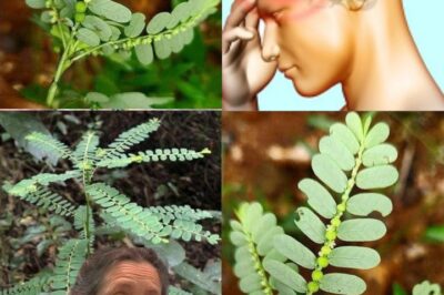 The Healing Power of Mimosa Pudica: 10 Incredible Health Benefits of the Sensitive Plant