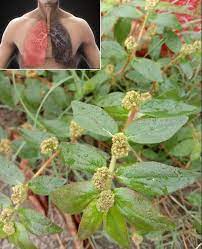 Few people realize the astonishing healing benefits of Euphorbia Hirta (Asthma Plant)… 💬👀