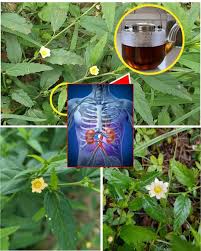 The Hidden Power of Stubborn Grass: The Unpretentious Wonder of Nature