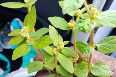 7 Surprising Benefits of Euphorbia Hirta