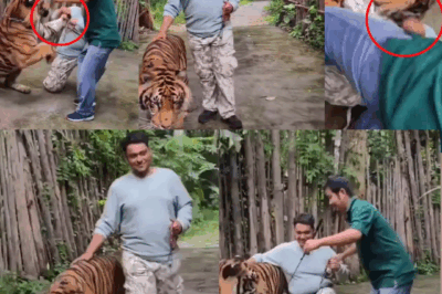 Indian Man Attacked by Tiger After Selfie Attempt in Thailand – Graphic Video Sparks Outrage