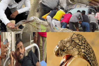 Tragedy on Camera: Man Bitten by Poisonous Snake, Rushed to Hospital