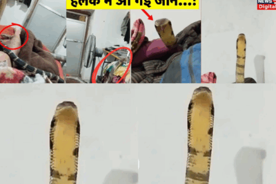 Unexpected Visitor: King Cobra Enters Home, Family Screams, and Heroic Rescue Ensues
