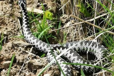 Drumul viperelor! Zonele din România pline de vipere. Unde există riscul să întâlneşti şerpi veninoşi